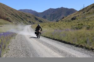 Motorcyclist riding on a gravel road with lupine flowers and mountainous backdrop